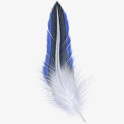 尾部蓝色羽毛尾部蓝色高清图片