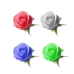 绿玫瑰四色玫瑰高清图片