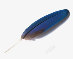 蓝色的羽毛片素材