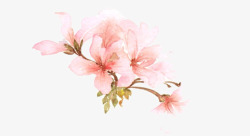 木槿花免抠素材粉色木槿花高清图片