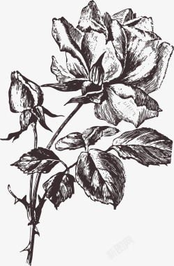 手绘线稿红玫瑰花素材