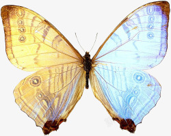 彩色蝴蝶标本素材