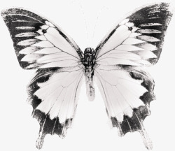 白色翅膀的蝴蝶素材