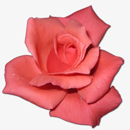 玫瑰love字玫瑰珊瑚图标图标