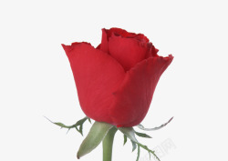 红色高贵送给最爱的人的玫瑰花素材