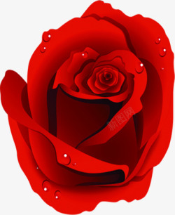海报植物卡通玫瑰花水珠素材
