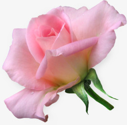 粉色盛开玫瑰花侧面素材