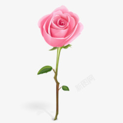 梦幻粉色玫瑰花朵装饰素材