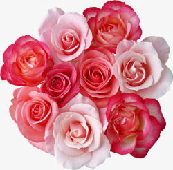 粉红色玫瑰装饰素材