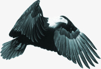 黑色羽毛飞翔小鸟素材