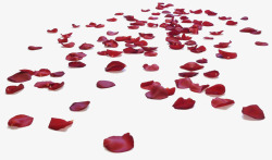 铺满红色玫瑰花瓣素材