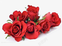 带刺鲜花产品实物实拍玫瑰高清图片