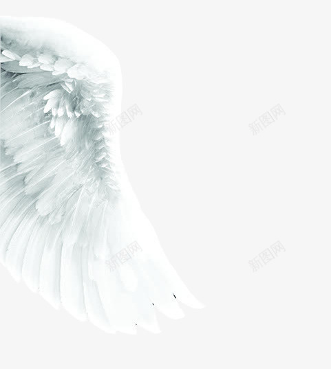 洁白的翅膀png免抠素材_88icon https://88icon.com 产品实物 天使的双翼 摄影作品 羽毛 飞翔