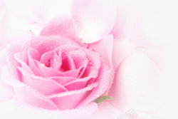 粉红色露珠玫瑰花素材