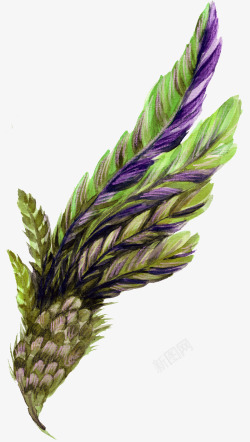 绿紫色羽毛树叶素材