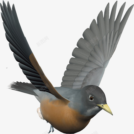 展开翅膀的鸟png免抠素材_88icon https://88icon.com 一只 卡通 小鸟 手绘 棕色 灰色 羽毛 翅膀