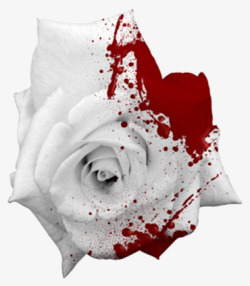 血染白色玫瑰高清图片