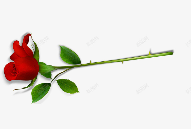 一只红色的玫瑰png免抠素材_88icon https://88icon.com 一只 实物 玫瑰 红色