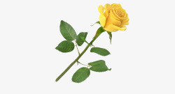 单支玫瑰一支绿色叶子黄色盛开单支玫瑰高清图片