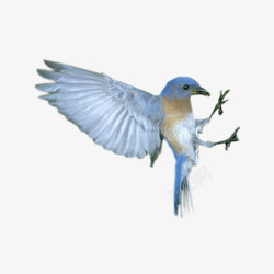 丛林鸟类蓝色飞舞的小鸟高清图片
