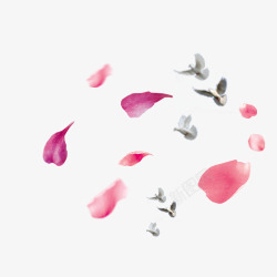 偏平图案樱花瓣飞舞的白鸽高清图片
