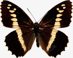黑色手绘昆虫蝴蝶标本素材