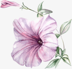 手绘紫色喇叭花花卉素材