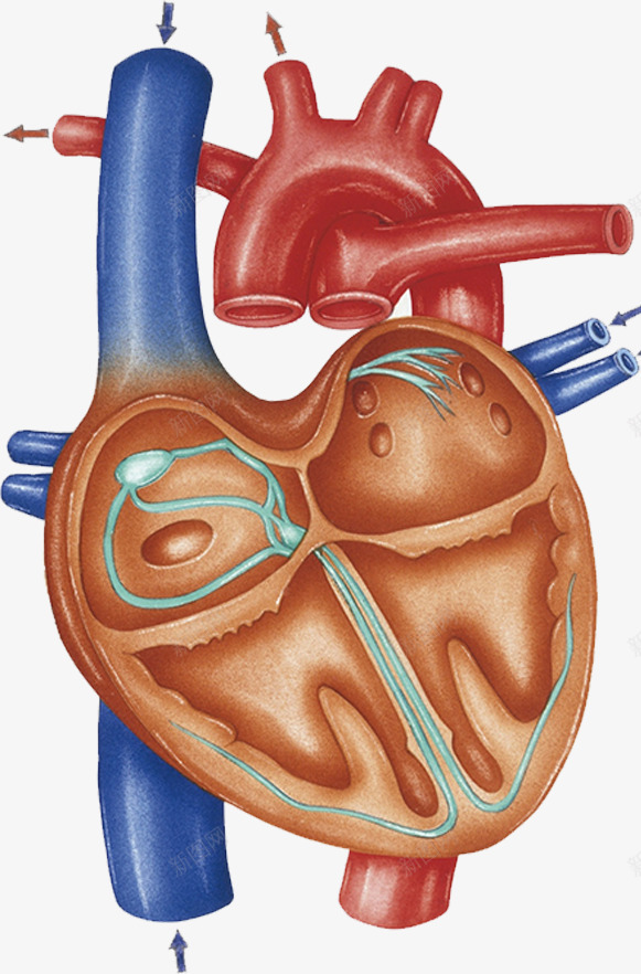 人体心脏血管效果图png免抠素材_88icon https://88icon.com 医疗 心血管 血液循环 静脉