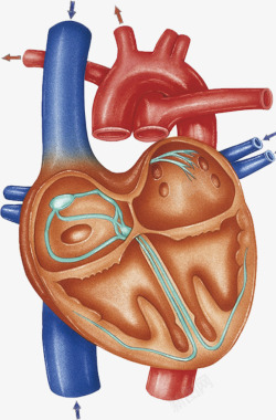 人体心脏血管效果图素材
