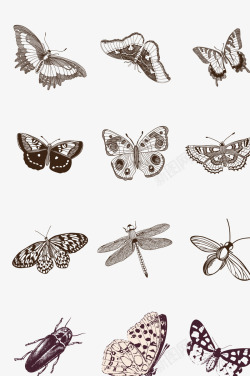 高清动物刺猬图蝴蝶矢量图高清图片