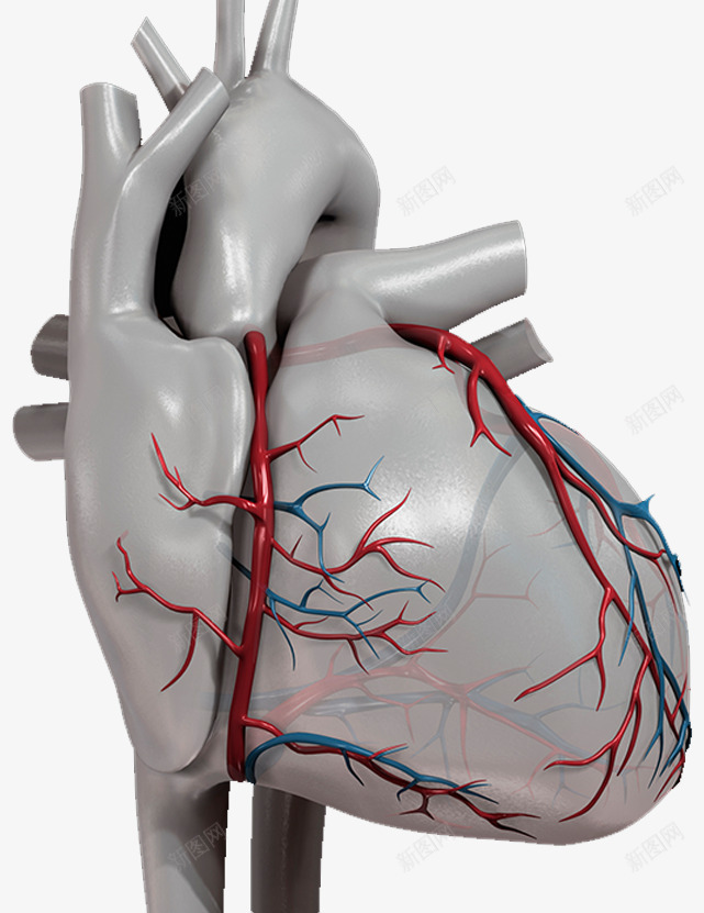 心脏血管效果图png免抠素材_88icon https://88icon.com 医学 心脏血液 心血管 血液循环