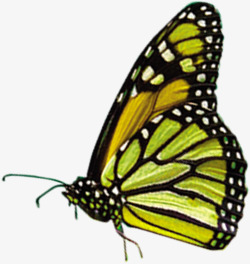 绿色美丽蝴蝶标本素材