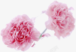 粉色梦幻康乃馨花朵素材