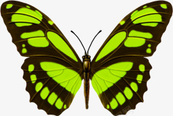 手绘绿色创意蝴蝶造型素材