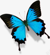 春季蓝色纹理蝴蝶动物素材