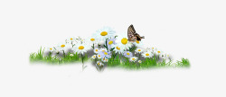 绿草地蝴蝶花朵高清图片