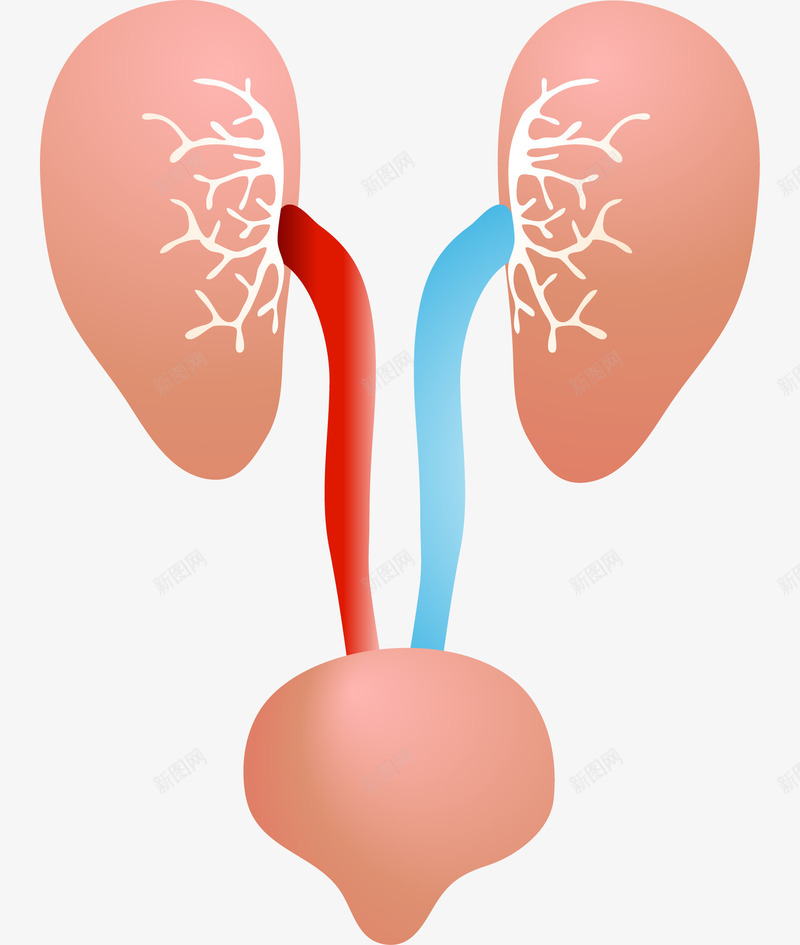 粉色人体器官png免抠素材_88icon https://88icon.com 人体器官 免抠图 卡通肾 手绘肾 效果图 粉色肾脏 肾