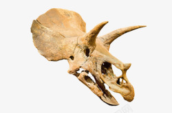 骸骨棕色三角龙头骨化石实物高清图片