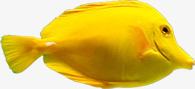 金黄色小鱼元素效果图素材