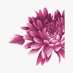 紫色牡丹花中国风装饰元素素材