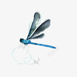 手绘蓝色的蜻蜓效果图素材
