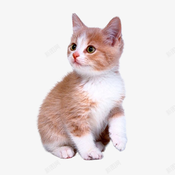 动物猫咪png免抠素材_88icon https://88icon.com PNG 免抠 免抠图片 动物 可爱 浪漫 猫 猫咪 节日