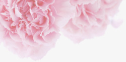 粉色梦幻鲜花康乃馨花朵素材