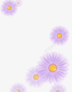 紫色梦幻菊花背景素材
