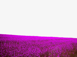 紫色广阔花田边框素材