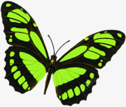 绿色蝴蝶海报装饰素材