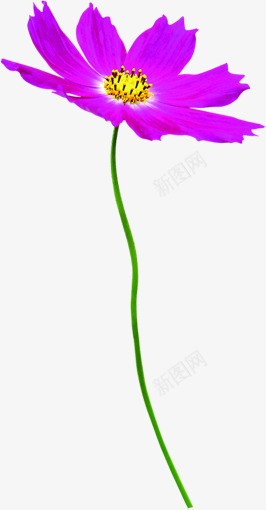 植物花朵紫色效果图png免抠素材_88icon https://88icon.com 效果图 植物 紫色 花朵