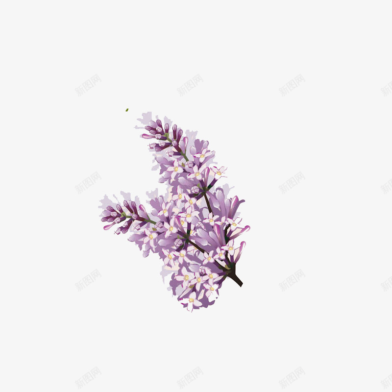 手绘一束紫丁香花朵插画png免抠素材_88icon https://88icon.com 丁香 丁香花 手绘 手绘丁香 时尚 梦幻 植物 紫丁香 花朵