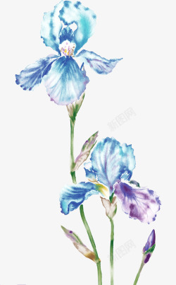 蓝色梦幻花朵植物素材