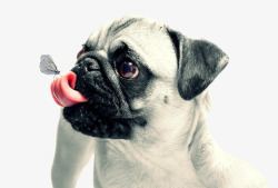 狗狗舌尖上的蝴蝶素材